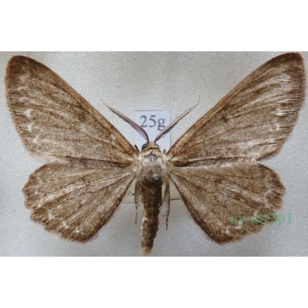 Hypomecis punctinalis (Scopoli, 1763) male Przylepek nakropek Czech25g